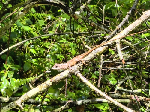Indian Garden Lizard