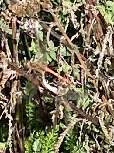 Common Darter