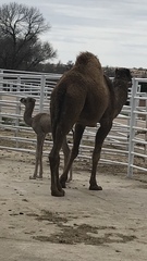 Camelini