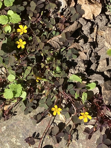 Creeping Woodsorrel