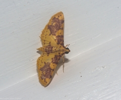 Conogethes haemactalis