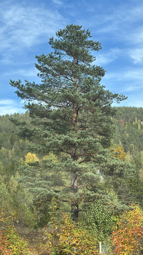 Scots pine