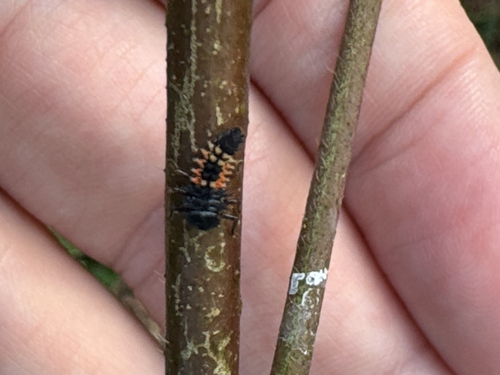Asian Lady Beetle