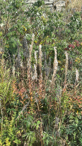 fireweed