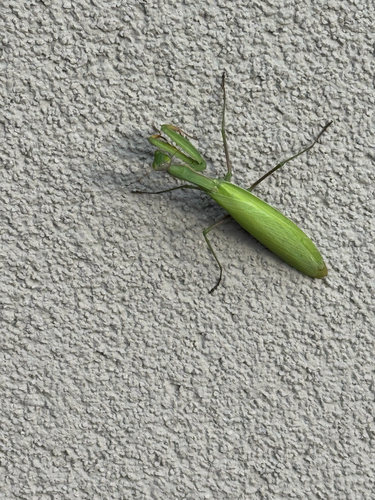 European Mantis