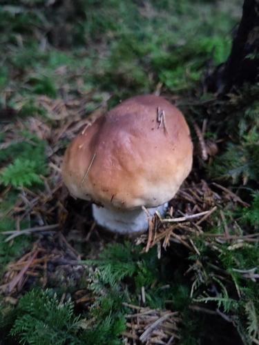 King Bolete