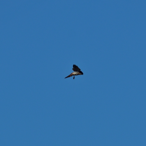 American Kestrel