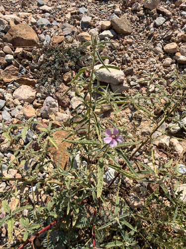 Sphaeralcea angustifolia, photograph 1