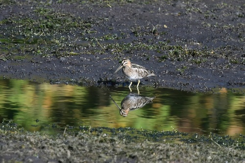 Wilson's Snipe