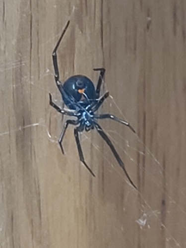 Western Black Widow