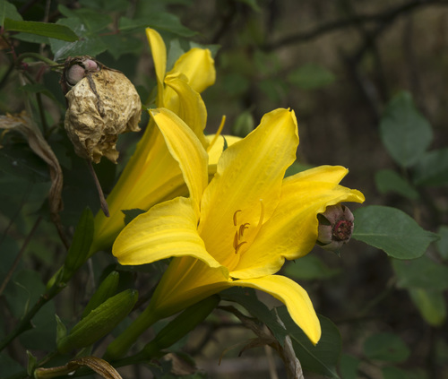 Hemerocallis lilioasphodelus