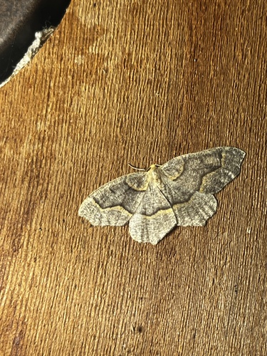 Hemlock Looper Moth