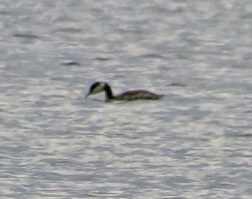 Red-necked Grebe