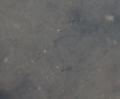 Gasterosteus aculeatus