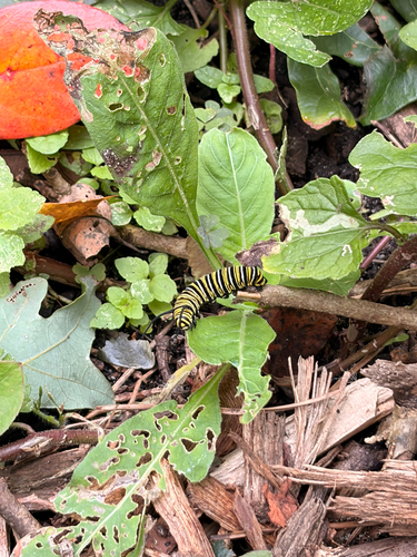 Monarch
