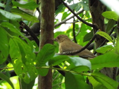 Turdus grayi