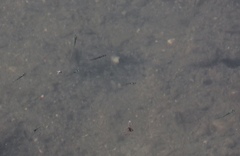 Gasterosteus aculeatus