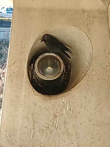 Eurasian Jackdaw