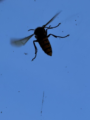 European Hornet