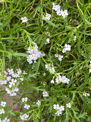 Cakile maritima, photograph (c) jhatfield, some rights reserved (CC BY)