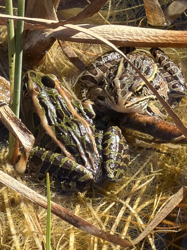 Northern Leopard Frog