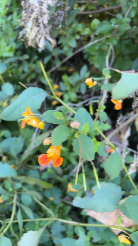 common jewelweed