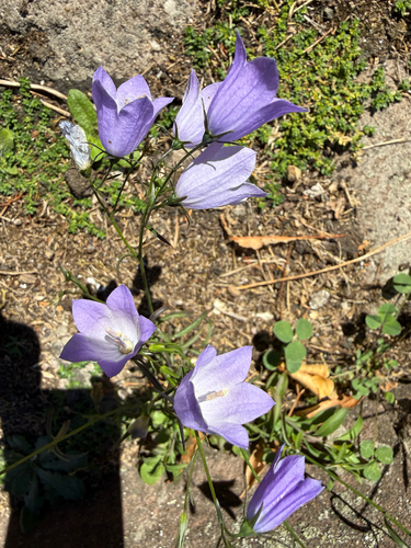 Common Harebell