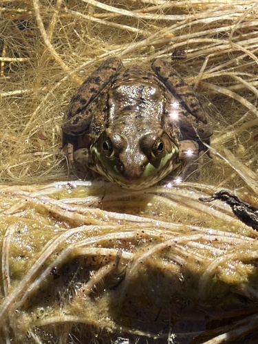 Green Frog