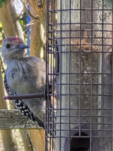 Red-bellied Woodpecker