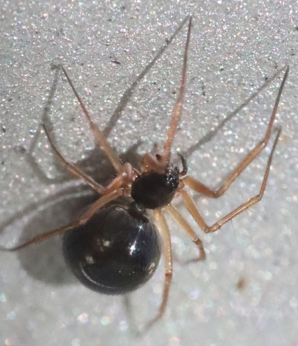 Tenuiphantes tenuis observed 2026-09-25