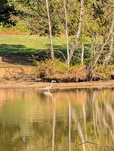 Grey Heron