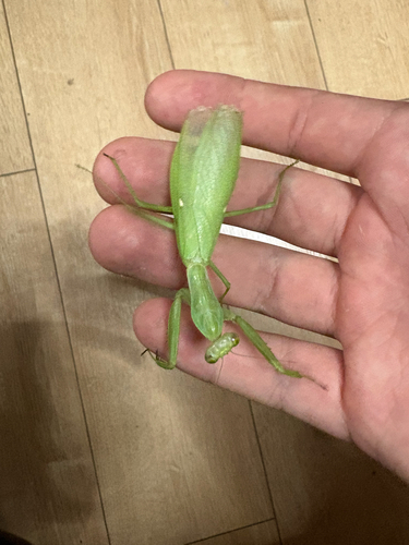 Giant Asian Mantis