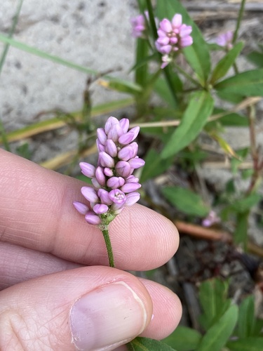 pinkweed
