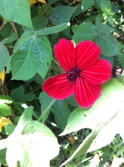 Hibiscus uncinellus