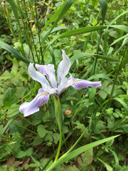 Iris longipetala