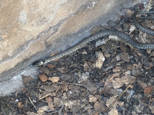 Barred Grass Snake