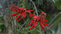 Erythrina rubrinervia