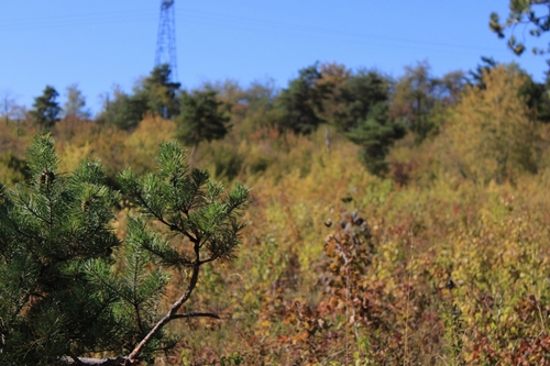 Scots pine