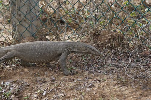 Bengal Monitor