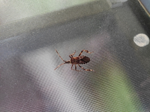 Western Conifer Seed Bug