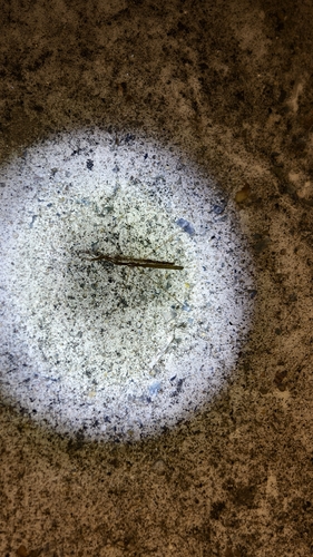 Gardena fusca