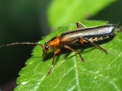 Metacantharis discoidea