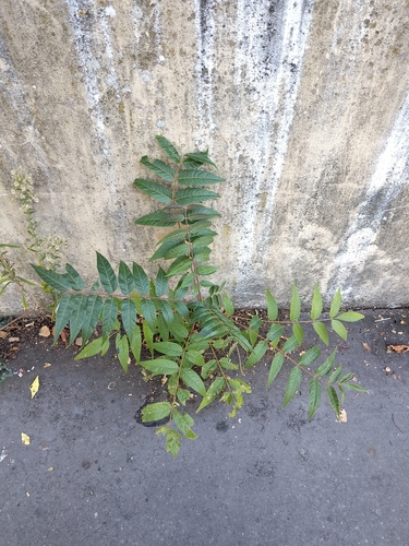 tree-of-heaven