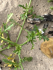 Cakile maritima, photograph (c) jhatfield, some rights reserved (CC BY)