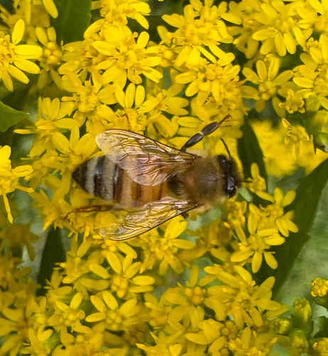 Western Honey Bee