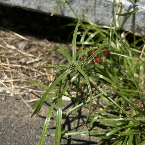 Cyperus aromaticus observed 2026-09-24