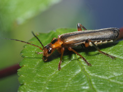 Metacantharis discoidea