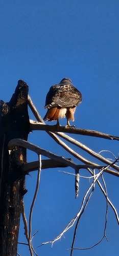 Red-tailed Hawk