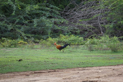 Sri Lanka Junglefowl