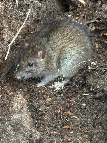 Brown Rat